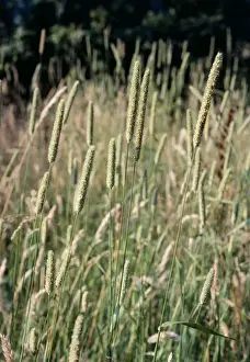 European Grasses Drucke: Timothy Grass