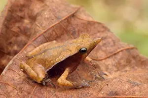 John Cancalosi Photos Drucke: Toad - on leaf Tropical Rainforest, Amazon basin, Peru