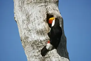 Francois Gohier Photographer Drucke: Toco Toucan Mato Groso, Brasil