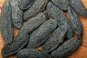 South American Trees Drucke: Tonka bean