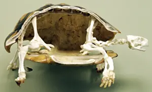 Schildkröte Drucke: Schnecke: Skelett, Panzerdeck geöffnet zeigt innere Struktur