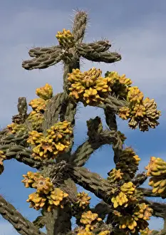 Desert Cactus Drucke: Tree cholla. A desert cactus and shrub