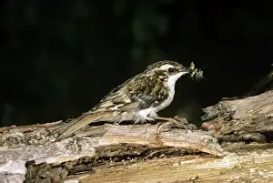 Wildlife Birds Photos Drucke: Tree Creeper