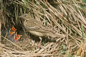 Wildlife Birds Photography Drucke: Tree Pipit - at nest with young