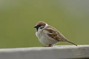 John Daniels Photographer Drucke: Tree Sparrow sitting on bench