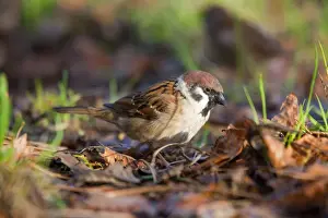 UK Birds Drucke: Tree Sparrow - UK