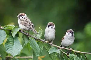 Drucke von USH-4044 Baumspatzen - 3 junge Vögel sitzen auf einer Äste des Kirschbaums Niedersachsen Deutschland Passer montanus von Duncan Usher Bitte beachten Sie Montanus Drucke: Eiche-Schwanzschwanne - 3 junges Vögel auf einer Eichbaumzweig gesessen