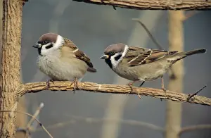 Duncan Usher Photographer Drucke: Tree Sparrows - pair resting