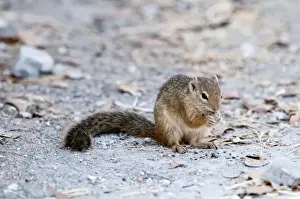 Central Africa Mammals Drucke: Tree squirrel - sitting up eating - Namibia