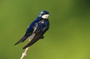 Nature Wall Art Prints Drucke: Tree Swallow