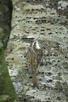 Bird On Tree Trunk Drucke: Treecreeper - on tree trunk