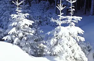 Paul Van Gaalen Artwork Drucke: Trees - in snow