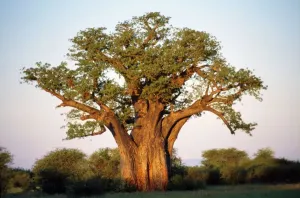 Peter Steyn Photography Drucke: Baobab - in leaf