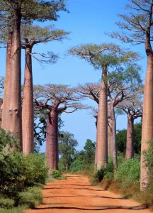 Madagascar Trees Drucke: Baobab Tree Madagascar