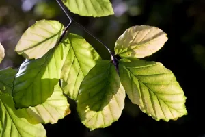 Close Up Of A Leaf Drucke: Beech Tree - leaves