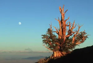Sonnenuntergänge Und Sonnenaufgänge Drucke: Bristlecone-Pine unter Vollmond