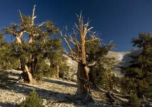Bob Gibbons Photographer Drucke: Bristlecone Pine Trees - at c. 11, 000 ft in the White Mountains