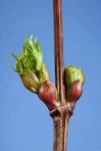 Tree Branch Details Drucke: Common lime bud and leaf