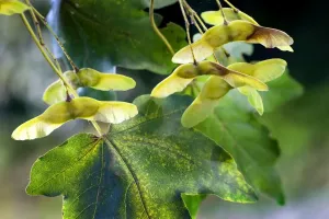Autumn Tree Leaves Drucke: Field Maple with fruit