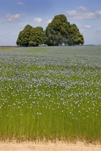 Lime Tree Drucke: Flax field and Lime Tree