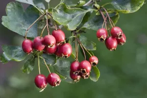 Eiche mit Frucht