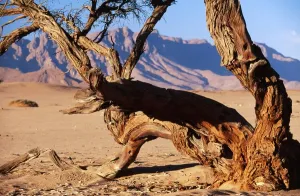 Camelthorn Tree Drucke: NAMIBIA - CAMELTHORN TREE