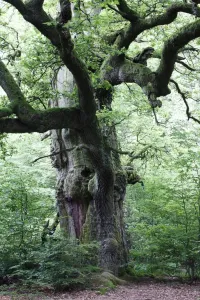 Oak Tree Germany Drucke: Oak Tree - ancient tree in summer, Sababurg Ancient Forest NP, North Hessen, Germany