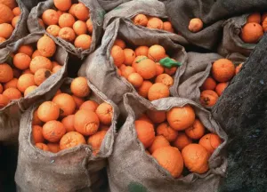 Peloponnese Landscape Photography Drucke: ORANGES IN SACKS - under an olive tree ready for transporting