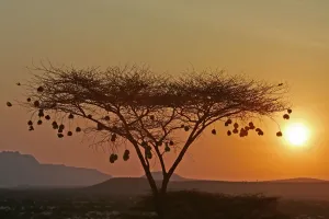 African Sunset Landscape Drucke: Samburu