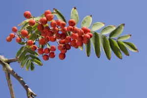 European Rowan Tree Drucke: Sorbus with fruit