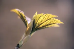Acer Pseudoplatanus Drucke: Sycamore Leaf
