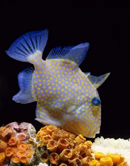 Reef Fish Species Drucke: Trigger Fish