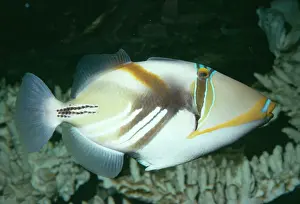 Wildlife Photography Prints Drucke: Triggerfish / Picasso / White-barred Fish