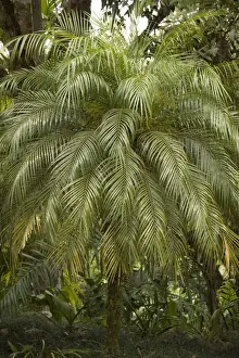Tropical Palm Tree Drucke: A tropical Palm Tree