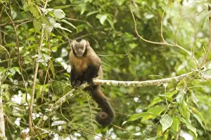 South American Primates Drucke: Tufted / Brown / Black-capped Capuchin - in tree. Manu National Park - Peru