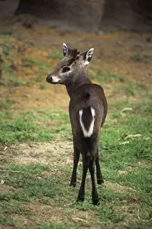 Gebüschdornbock