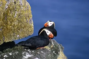 Personal Use Bird Photos Drucke: Tufted Puffin - pair