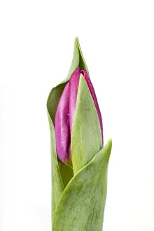 White Background Tulips Drucke: Tulip - Sequence 1 of 2