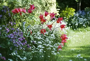 Tulips In Garden Drucke: Tulips - in spring garden