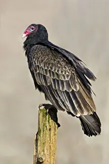 Jim Zipp Photography Prints Drucke: Turkey Vulture