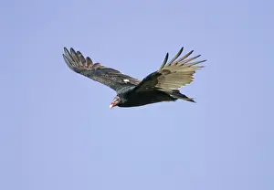 Turkeiäffiger Vogel im Flug