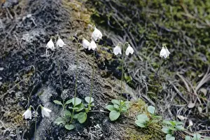 Forest Floor Flowers Drucke: Twin Flower