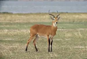 Kob Uganda
