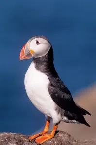 Puffin UK