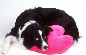 Drucke von JD-13161 HUND - Schottlandhund mit traurigem Gesicht und Kopf auf Kissen von John Daniels Bitte beachten Sie Schlafzimmer Drucke: Hund - Border Collie mit traurigem Gesicht auf Kissen des Herzens