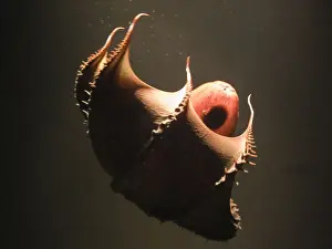 Underwater Wildlife Photos Drucke: Vampire Squid. Going into pineapple defence posture. California USA