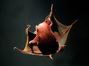 Vampir-Squid. Eingehen in eine Angriffsstellung mit Ananas-Verteidigung. Kalifornien USA