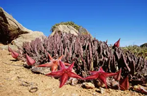 Drucke von Van-16 Stapelia gariepensis / Karrionsblume im Blütenstand des Richtersfeld Naturschutzgebiet, Südafrika Stapelia gariepensis Ingrid Van den Berg Bitte beachten Sie Bilder Datiert 2005 August: VAN-19