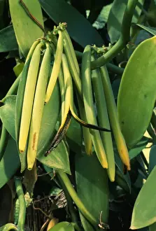 Vanilla Pods Drucke: Vanilla Pods