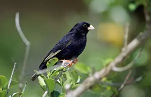 Africa Bird Photography Drucke: Variable Indigobird